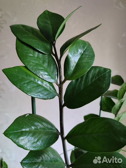 Замиокулькас