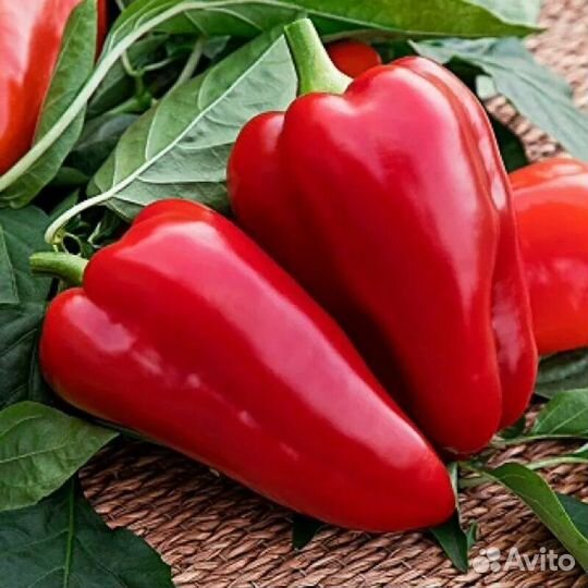 Рассада перца