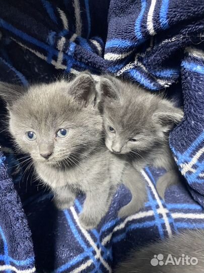 Отдам в добрые руки котят