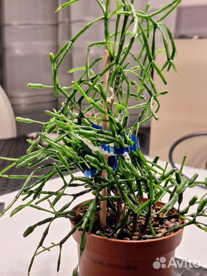 Хатиора с фото