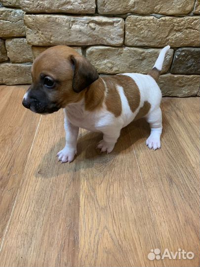 Щенки джек Рассел терьер