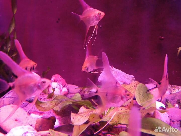 Аквариумные рыбы