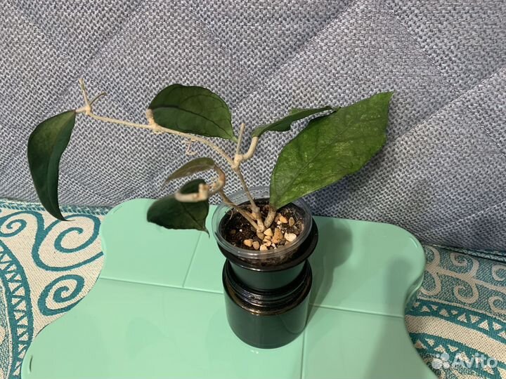 Хойя Чикен фарм / Chicken farm