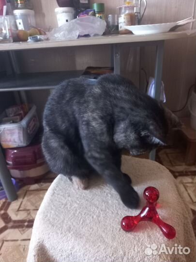 Кошка британка