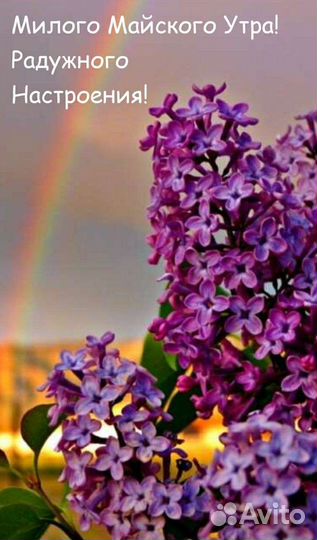 Многолетние садовые цветы, юкка, сирень