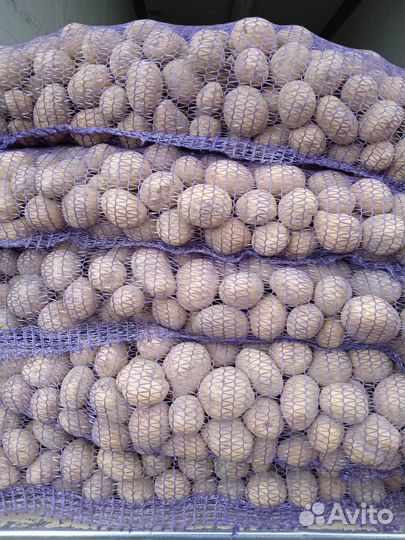 Семенной картофель