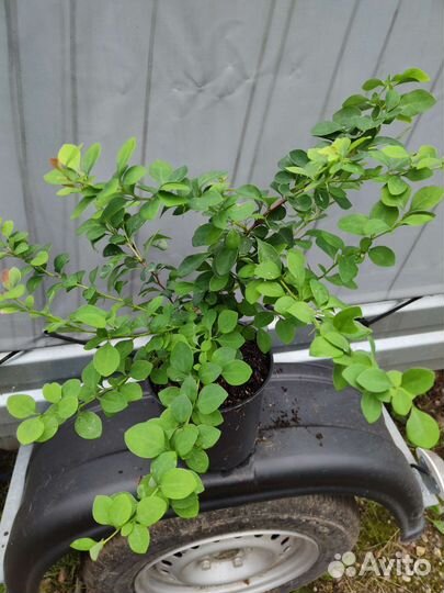 Барбарис Тунберга Антропурпурея,Грин карпет