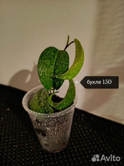 Фикусы Альбомаргината, Букле, Даниэль, Бафт, Неон