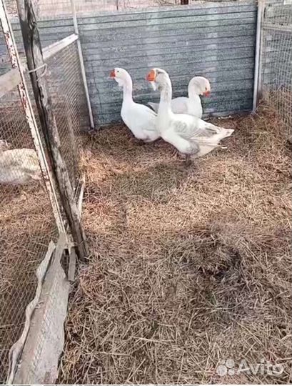 Мускусные утки, гуси тулузы и холмогоры