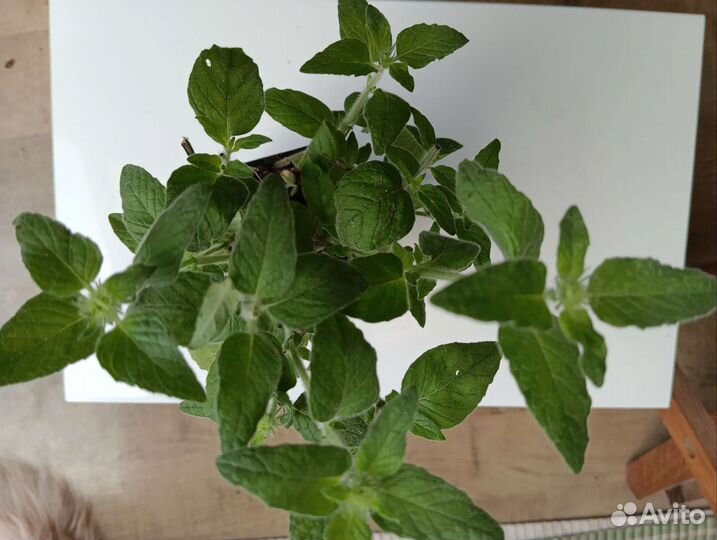 Мята яблочная, ананасная, карамель+ ещё 100 сортов