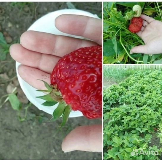 Рассада виктории