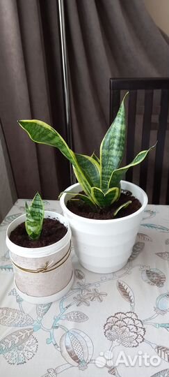 Сансевиерия низкорослая Ханни 2 вида Н -25-30см