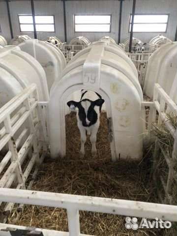 Телята бычки мясного направления