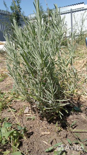 Саженцы лаванды 