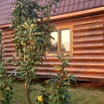 人気ランキング1位～（売れ筋商品） верея купить Орехово-Зуево: в 🏡 коттеджи дачи, Дома, - トップス
