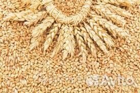 Зерно пшен�ица ячмень