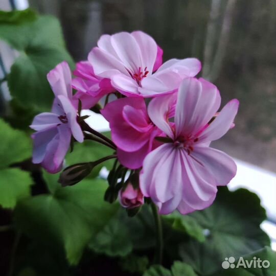 Герань пеларгония