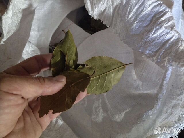 Лавровый лист