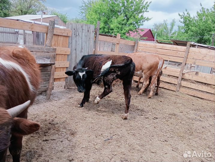 Телята бычки