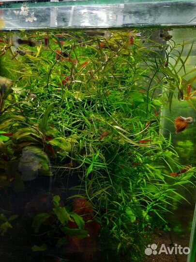 Гуппи,меченосцы,креветки