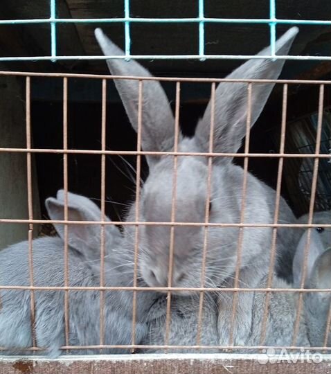 Кролики мясных пород