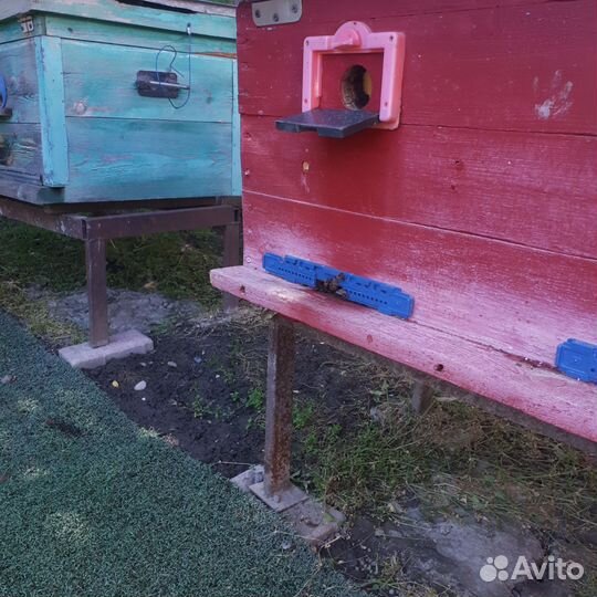 Пчелы и улья