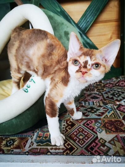 Девочки девон рекс