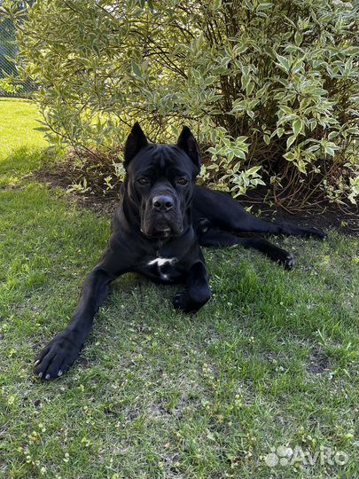 Кане Корсо вязка