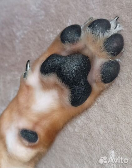 Щенок мальчик