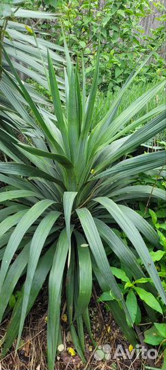 Пальма юкка