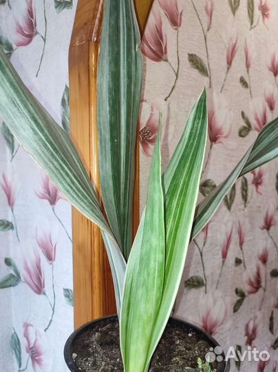 Фикус иволистный плакучая форма