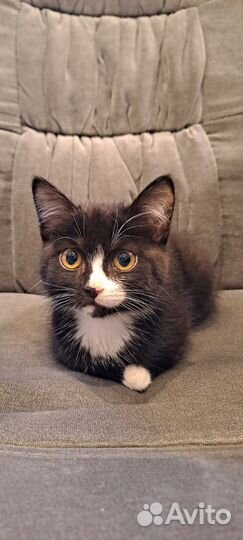 Котенок в добрые руки