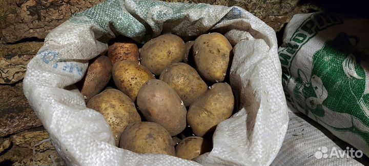 Картофель на еду