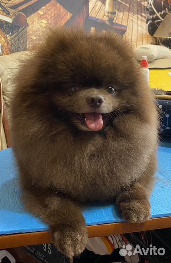 Грумер на дом, стрижка, вычес, тримминг