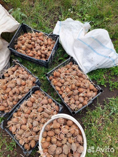 Семенной картофель