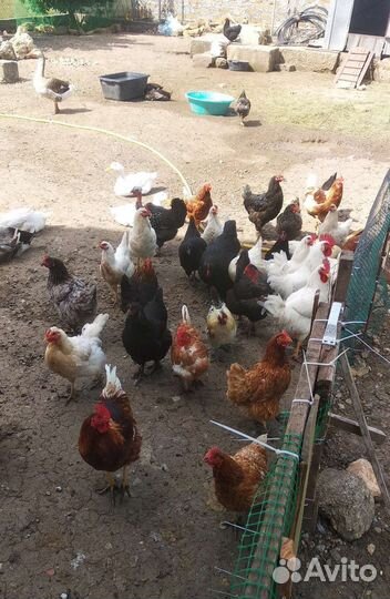 Куры, Утки, Ухейлюй, Кохинхин, Кролики Милые