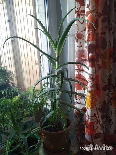 Алоэ, алоэ вера