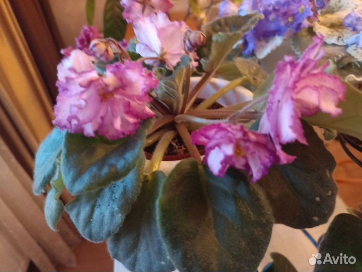 Комнатные цветы