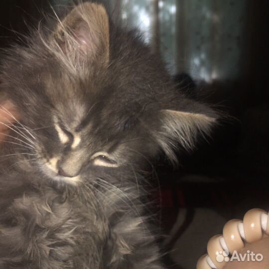 Котёнок