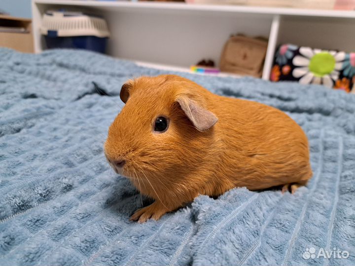 Морская свинка самка