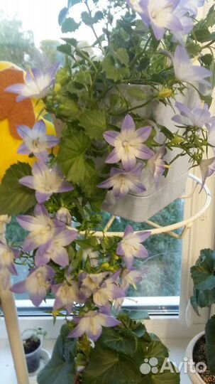 Кампанула биколор