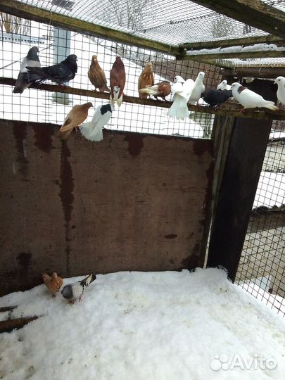 Чисто пермские грибуны и николаевские высокалетные