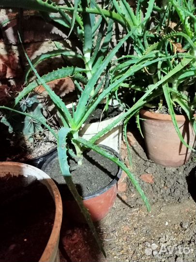 Алоэ, столетник, лечебный 3 - 10 лет (#Пишите #)