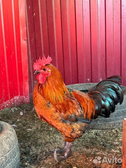 Молодые петухи деревенские