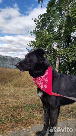 Собаку сдали в приют как вещь