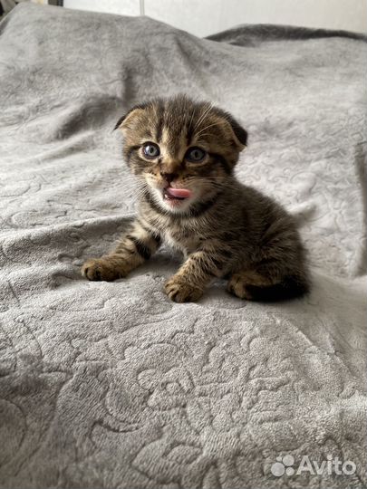 Шотландская