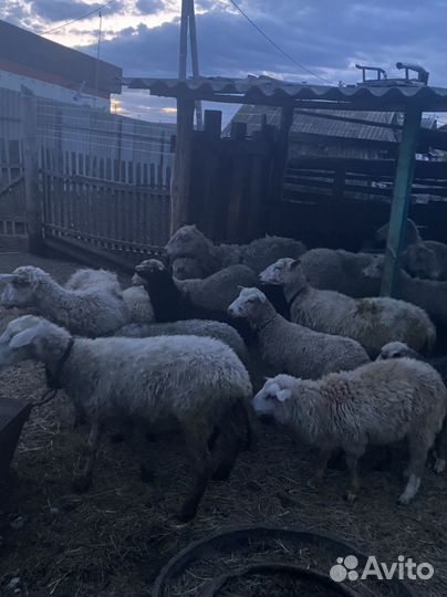 Овцы бараны