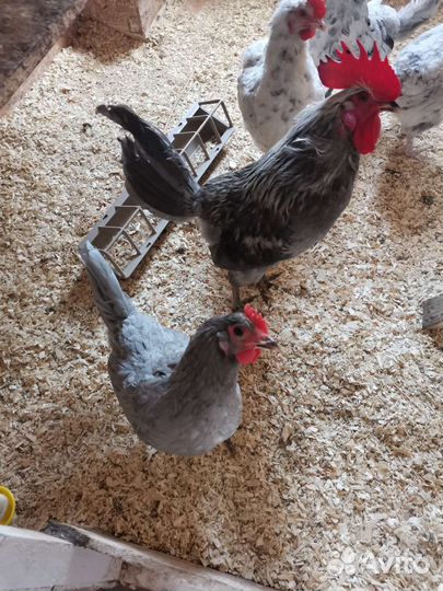 Яйца инкубационные Маран