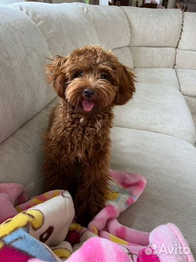 Собака мальтипу 6 мес девочка