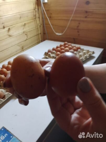 Куры родониты белые